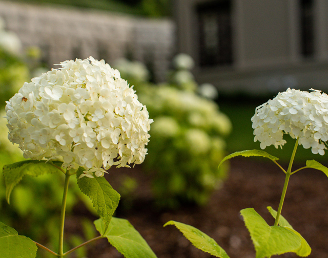 Refined image lawn and landscape, softscapes, snow & ice, lawn cutting & maintenance, residential & commercial lawn care, dunnville, ON