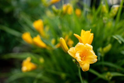 Refined image lawn and landscape, softscapes, snow & ice, lawn cutting & maintenance, residential & commercial lawn care, dunnville, ON